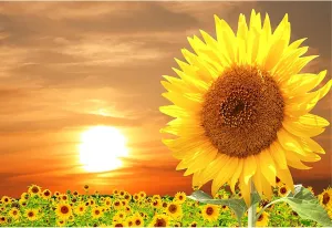 Baocicco 7x5ft Sunflowers Backdrop for Photography Sunrise Sunset Flower Field Floral Outdoor Photography Background Birthday Holiday Party Wedding Baby Shower Newborn for Kids Adults Props Video