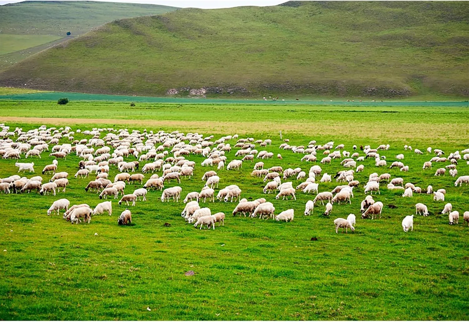 Baocicco Green Prairie Flock of Sheep Backdrop 15x10ft Photography Background Pasture Green Grass Meadow Land Shepherd Animal Husbandry Children Holiday Tour Trip Wedding Shooting