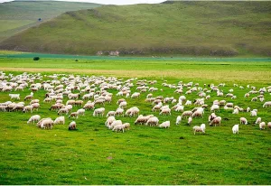 Baocicco Green Prairie Flock of Sheep Backdrop 15x10ft Photography Background Pasture Green Grass Meadow Land Shepherd Animal Husbandry Children Holiday Tour Trip Wedding Shooting