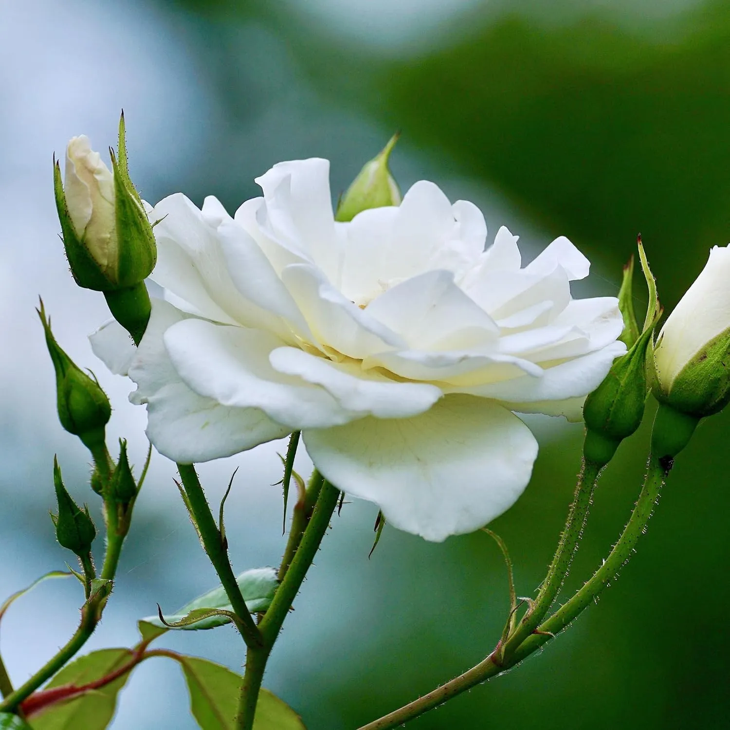 Essences Bulgaria | Organic White Rose Floral Water 8.5 Fl Oz | 250ml | Rosa alba | 100% Pure and Natural | Anti-Age Refreshing Beauty Mist | Alcohol-Free | Makeup Remover | Hydrating | Vegan