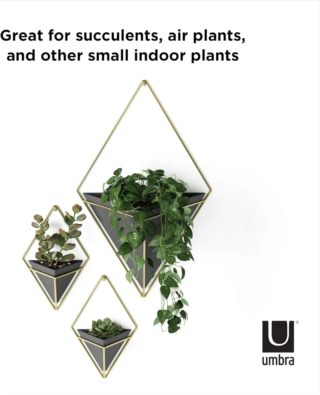 Umbra Trigg Hanging Planter Vase Wall Decor, Set of 2 Pots Containers for Succulents, Cactus, Faux Plants, and More, Small, Black/Brass